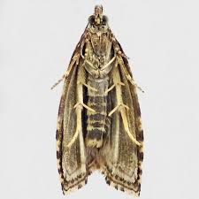 Attēlu rezultāti vaicājumam “Orthotaenia undulana”