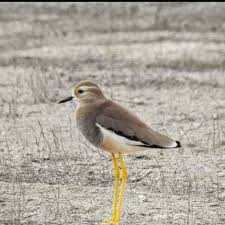 Image result for Vanellus leucurus