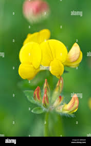 Attēlu rezultāti vaicājumam “Lotus corniculatus flower”