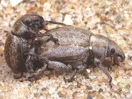 Attēlu rezultāti vaicājumam “Philopedon plagiatum”