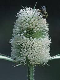 Image result for Dipsacus laciniatus