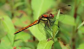 Attēlu rezultāti vaicājumam “Sympetrum”