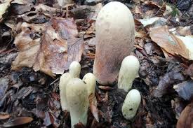 Attēlu rezultāti vaicājumam “Clavariadelphus pistillaris”