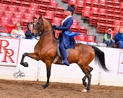 Image result for Fisher Equestrian
