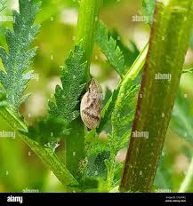 Attēlu rezultāti vaicājumam “Lepyronia coleoptrata”
