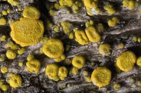 Attēlu rezultāti vaicājumam “Candelariella sp.”