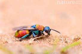 Attēlu rezultāti vaicājumam “Chrysididae”