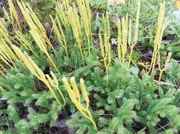 Attēlu rezultāti vaicājumam “Mnium lycopodioides”