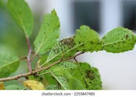 Attēlu rezultāti vaicājumam “Tranzschelia anemones”