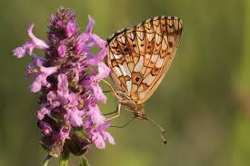 Attēlu rezultāti vaicājumam “Clossiana selene upperside”