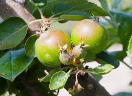 Attēlu rezultāti vaicājumam “Malus domestica fruit”