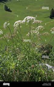 Attēlu rezultāti vaicājumam “Laserpitium latifolium”