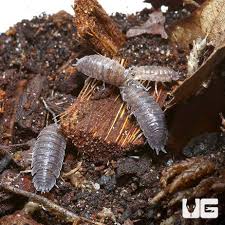 Attēlu rezultāti vaicājumam “Porcellio scaber”