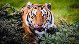 Image result for BERKSHIRE TIGERS THAI