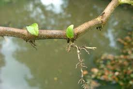 Attēlu rezultāti vaicājumam “Cribraria costata stalked”
