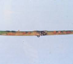 Attēlu rezultāti vaicājumam “Coleosporium sp.”