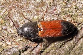 Attēlu rezultāti vaicājumam “Ampedus balteatus”