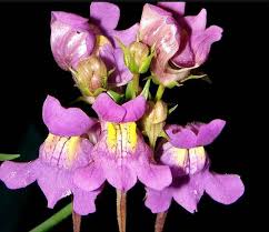 Attēlu rezultāti vaicājumam “Linaria loeselii bud”