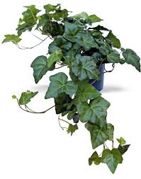 Attēlu rezultāti vaicājumam “Hedera helix  leaf”