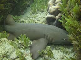 Image result for Ginglymostoma unami