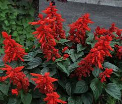Image result for Salvia splendens