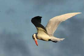 Attēlu rezultāti vaicājumam “Hydroprogne caspia”