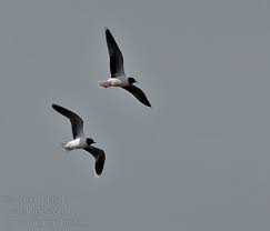 Attēlu rezultāti vaicājumam “Larus minutus”