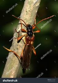 Attēlu rezultāti vaicājumam “Necydalis major”