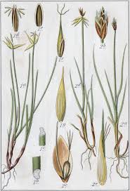 Attēlu rezultāti vaicājumam “Carex pauciflora”