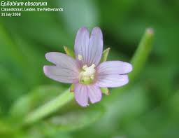 Attēlu rezultāti vaicājumam “Physarum obscurum”
