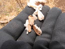 Attēlu rezultāti vaicājumam “Melanospora lagenaria”