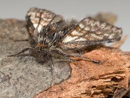 Attēlu rezultāti vaicājumam “Epirrhoe tristata imago”