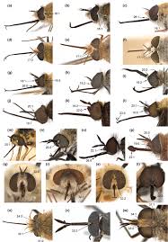 Attēlu rezultāti vaicājumam “Bombyliidae”