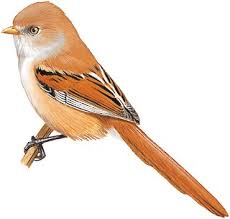 Attēlu rezultāti vaicājumam “Panurus biarmicus”