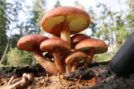 Attēlu rezultāti vaicājumam “Physarum luteolum”