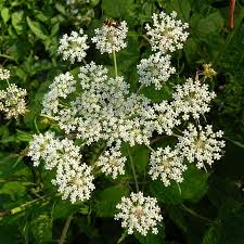 Attēlu rezultāti vaicājumam “Peucedanum palustre leaf”