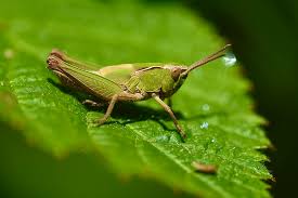 Attēlu rezultāti vaicājumam “Omocestus viridulus”