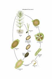 Attēlu rezultāti vaicājumam “Chara aspera male”