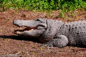 Image result for Alligator mississippiensis