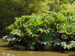 Image result for Anthyllis vulneraria rubra