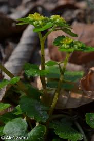 Attēlu rezultāti vaicājumam “Chrysosplenium alternifolium fruit”