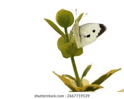 Attēlu rezultāti vaicājumam “Pieris brassicae female”