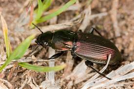 Attēlu rezultāti vaicājumam “Poecilus versicolor”