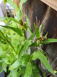Attēlu rezultāti vaicājumam “Erysimum cheiranthoides leaf”