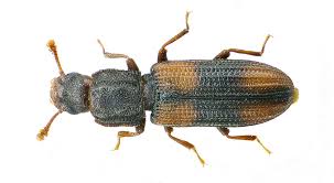 Attēlu rezultāti vaicājumam “Colloderma sp.”