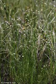 Attēlu rezultāti vaicājumam “Rhynchospora alba flower”