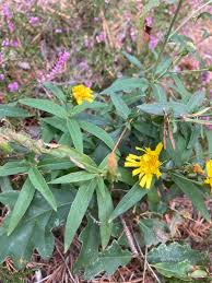 Attēlu rezultāti vaicājumam “Hieracium umbellatum”