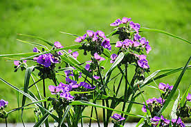 Attēlu rezultāti vaicājumam “Tradescantia virginiana”