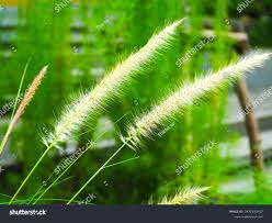 Attēlu rezultāti vaicājumam “Brachypodium sylvaticum flower”