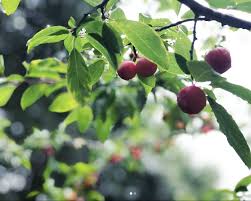 Attēlu rezultāti vaicājumam “Prunus (plum-tree) fruit”